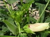 Perkins Long Green Pod Okra