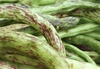 Rattlesnake Pole Beans