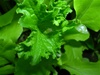 Giant Southern Curled Mustard